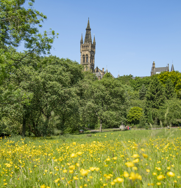 Sunny view of Gothic revival-style spire of the University of Glasgow's main building, surrounded by greenery and with a meadow of yellow wildflowers in the foreground