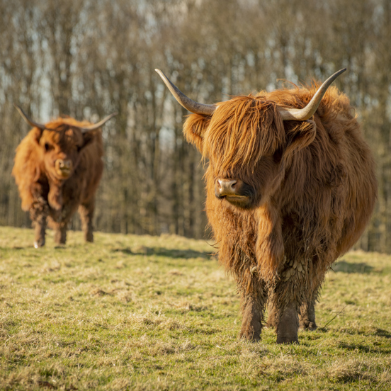 two highland cows facing the camera