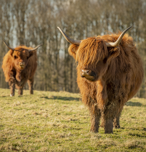 two highland cows facing the camera