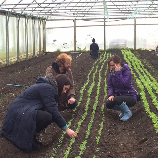 4 people gardening in a greenhouse